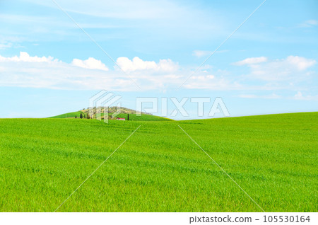 A green hilly field with an olive grove in the distance on the horizon under a beautiful Tuscan blue sky A green hilly field with an olive grove in the distance on the horizon under a beautiful Tuscan blue sky 105530164