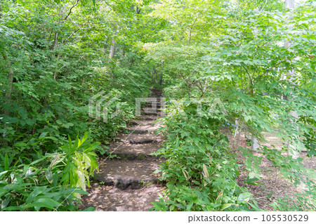 Old mountain trail trail (Mt. Hakodate) 105530529
