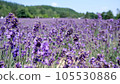 Fragrant lavender fields 105530886