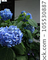 Hydrangea that colors the rainy season 105530887