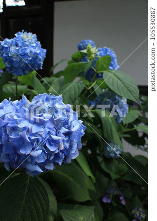 繡球花為雨季著色 繡球花為雨季著色 105530887