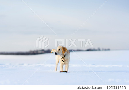 Dog during winter walk Dog during winter walk 105531213