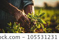 Farmer hands planting sprouts in the field. Concept of farming and planting 105531231