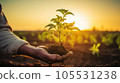 Farmer hand holding sprouts in the field. Concept of farming and planting 105531238