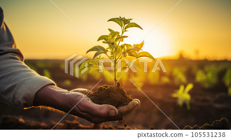 Farmer hand holding sprouts in the field. Concept of farming and planting Farmer hand holding sprouts in the field. Concept of farming and planting 105531238