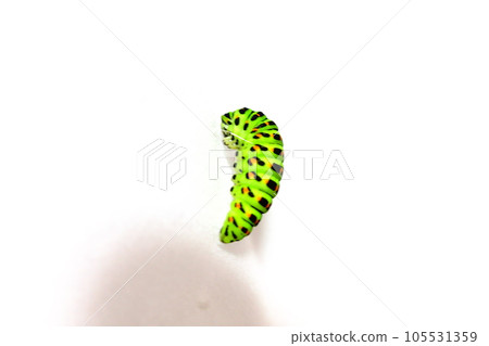 Swallowtail butterfly Swallowtail butterfly Swallowtail butterfly butterfly larvae Swallowtail butterfly Swallowtail butterfly Swallowtail butterfly butterfly larvae 105531359