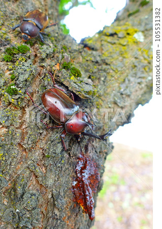 Beetle stag beetle summer vacation child Beetle stag beetle summer vacation child 105531382
