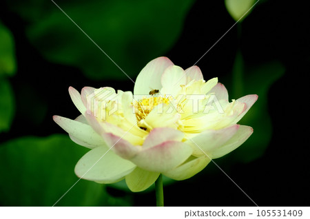 Nearby lotus field 105531409