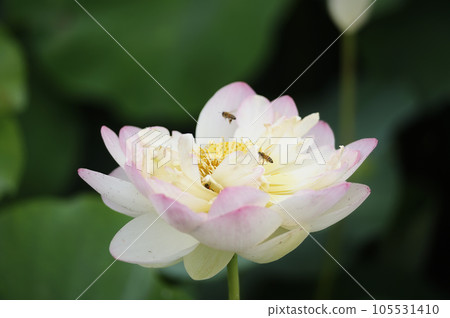 Nearby lotus field 105531410