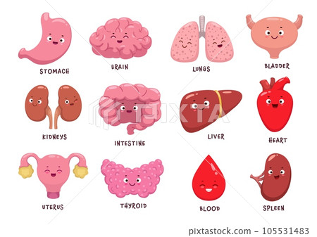Cartoon human body organ characters, vector funny anatomy personages. Brain, kidney and heart with happy faces, kids emoji smiles and cartoon emoticons of body organs, blood with thyroid and liver Cartoon human body organ characters, vector funny anatomy personages. Brain, kidney and heart with happy faces, kids emoji smiles and cartoon emoticons of body organs, blood with thyroid and liver 105531483