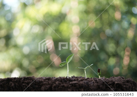 Three states of small growing tree sprout closeup 105531643