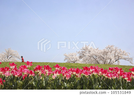 A boy running on a hill of cherry blossoms and a landscape of tulips in full bloom 105531849