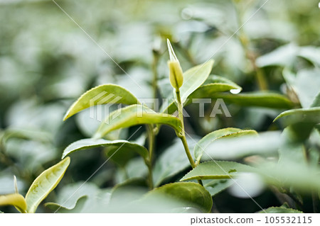 Tea leaf in the tea plantation for creating nature background Tea leaf in the tea plantation for creating nature background 105532115