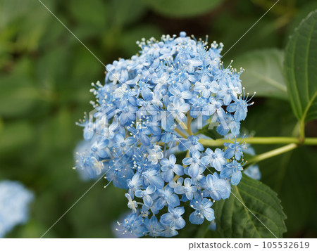 藍色繡球花 藍色繡球花 105532619