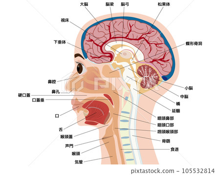 頭腦口橫截面 105532814
