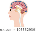 頭部大腦橫截面輪廓 105532939