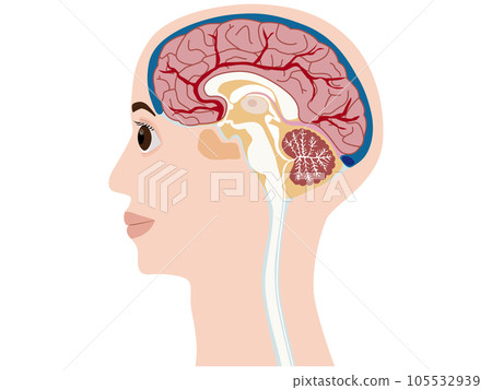 頭部大腦橫截面輪廓 頭部大腦橫截面輪廓 105532939