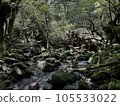 屋久島森林中的河流 105533022