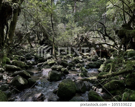 屋久島森林中的河流 105533022