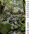 長滿青苔的森林河流 105533023
