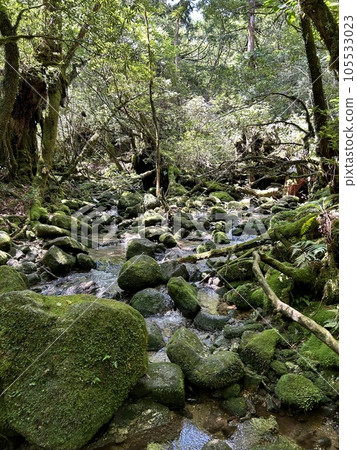 Mossy forest river Mossy forest river 105533023