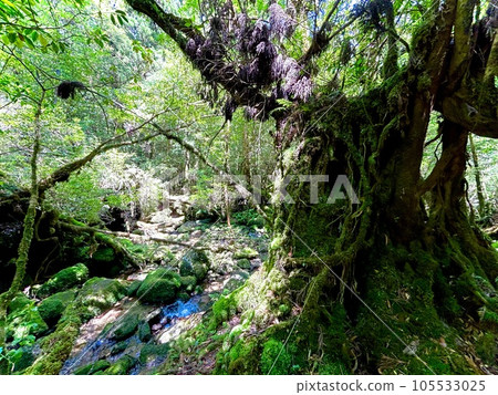 繩文杉和森林 繩文杉和森林 105533025