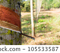 The rubber tree 105533587
