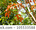 Young orange leaves 105533588
