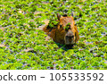 large rodent 105533592