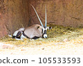 beautiful horned beast 105533593