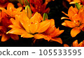 striking orange flowers in the landscape 105533595