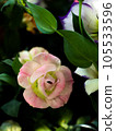 sweet pink 105533596