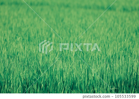 隨風搖曳的稻穀 105533599