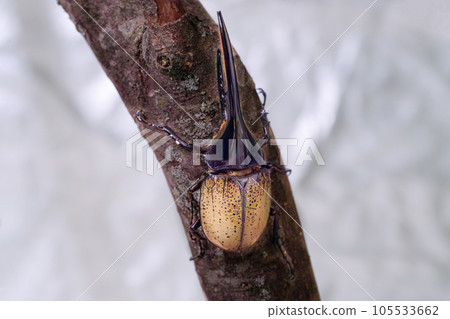 Hercules giant monkey Hercules giant monkey 105533662