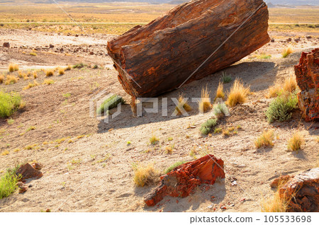 Cotton Rabbin in Rugged and Desolate Landscape Petrified Forest Arizona 105533698