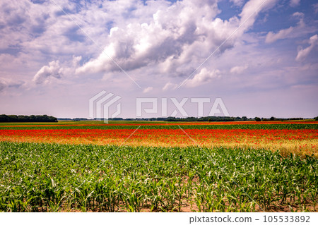 red poppies fields in Normandy, france 105533892