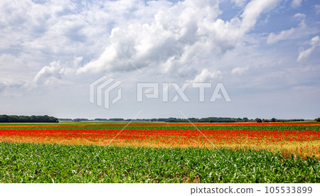 red poppies fields in Normandy, france 105533899