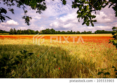 red poppies fields in Normandy, france 105533903