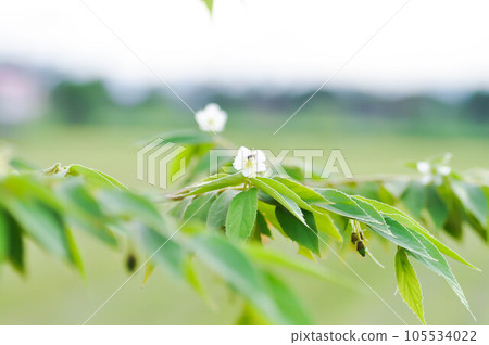 Calabura, Jam tree or  Jamaican cherry or Malayan Cherry or Muntingia calabura L or MUNTINGIACEAE or West Indian Cherry plant with flower 105534022