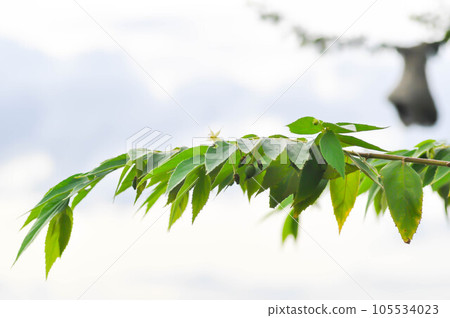 Calabura, Jam tree or  Jamaican cherry or Malayan Cherry or Muntingia calabura L or MUNTINGIACEAE or West Indian Cherry plant with flower 105534023