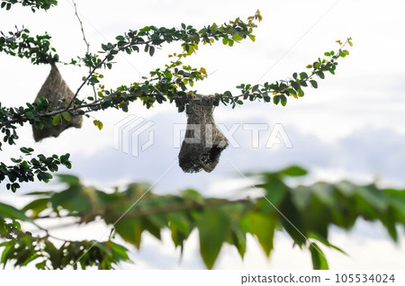 bird nest on the Manila tamarind tree and sky 105534024