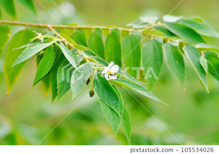 Calabura, Jam tree or Jamaican cherry or Malayan Cherry or Muntingia calabura L or MUNTINGIACEAE or West Indian Cherry plant with flower Calabura, Jam tree or Jamaican cherry or Malayan Cherry or Muntingia calabura L or MUNTINGIACEAE or West Indian Cherry plant with flower 105534026