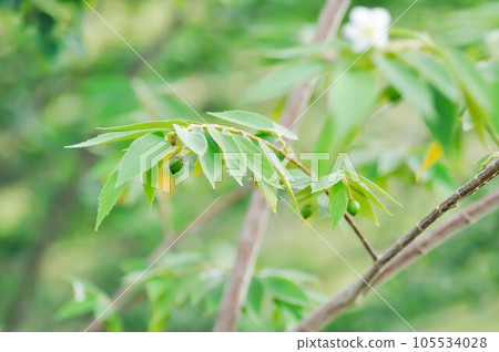 Calabura, Jam tree or  Jamaican cherry or Malayan Cherry or Muntingia calabura L or MUNTINGIACEAE or West Indian Cherry plant with flower 105534028