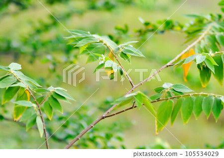 Calabura, Jam tree or  Jamaican cherry or Malayan Cherry or Muntingia calabura L or MUNTINGIACEAE or West Indian Cherry plant with seed 105534029