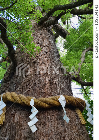Shin Kumano Shrine Kagemuki Ookusumi (Higashiyama Ward, Kyoto City) 105534143