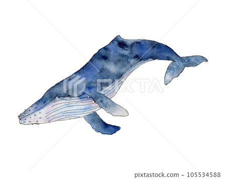 Watercolor blue whale. Hand drawn humpback cetaceans fish, Underwater animal line art illustration. Graphic for nursery, wall sticker, card, fabric 105534588