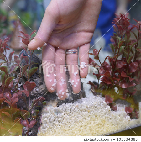 Aquarium husbandry. Girl's hand arranging decorations in an empty aquarium Aquarium husbandry. Girl's hand arranging decorations in an empty aquarium 105534883