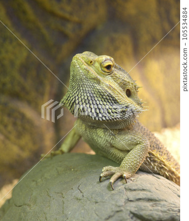 Lizard Central bearded dragon Pogona vitticeps sitting on a stone in a terrarium Lizard Central bearded dragon Pogona vitticeps sitting on a stone in a terrarium 105534884