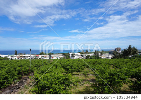 [Taiwan Taitung County] Taimali village and orchard 105534944