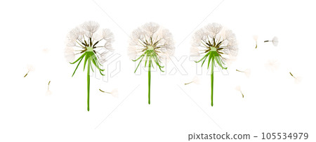 Dandelion object fluffy. Vector illustration Dandelion object fluffy. Vector illustration 105534979